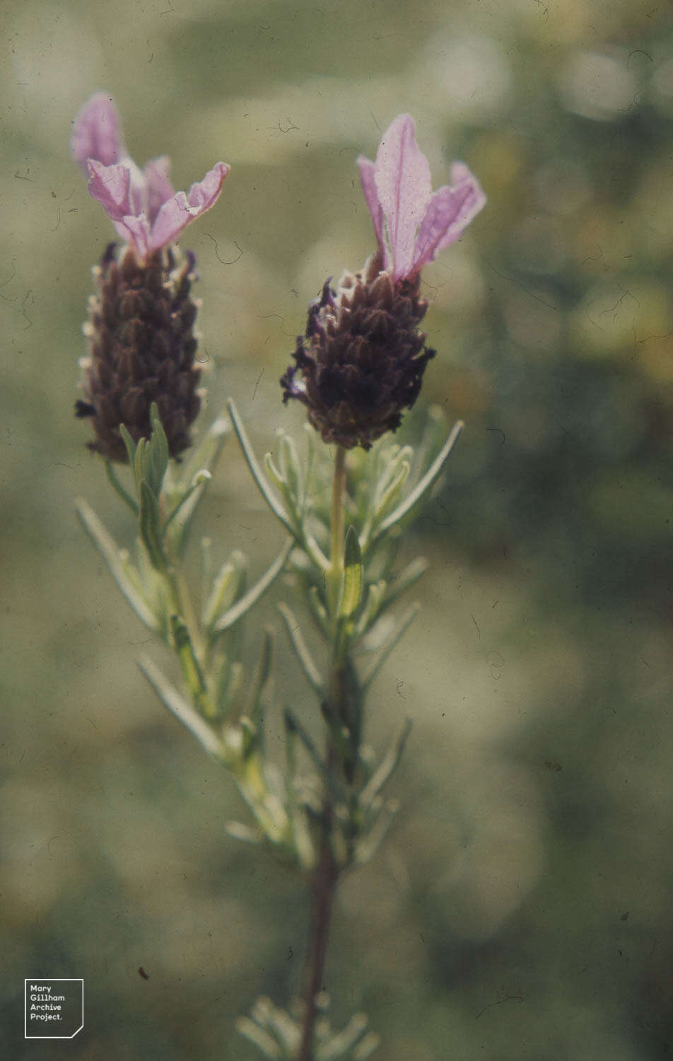 Image of French lavender