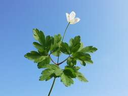 Image of European thimbleweed