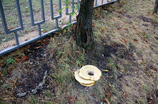 Image of dryad's saddle