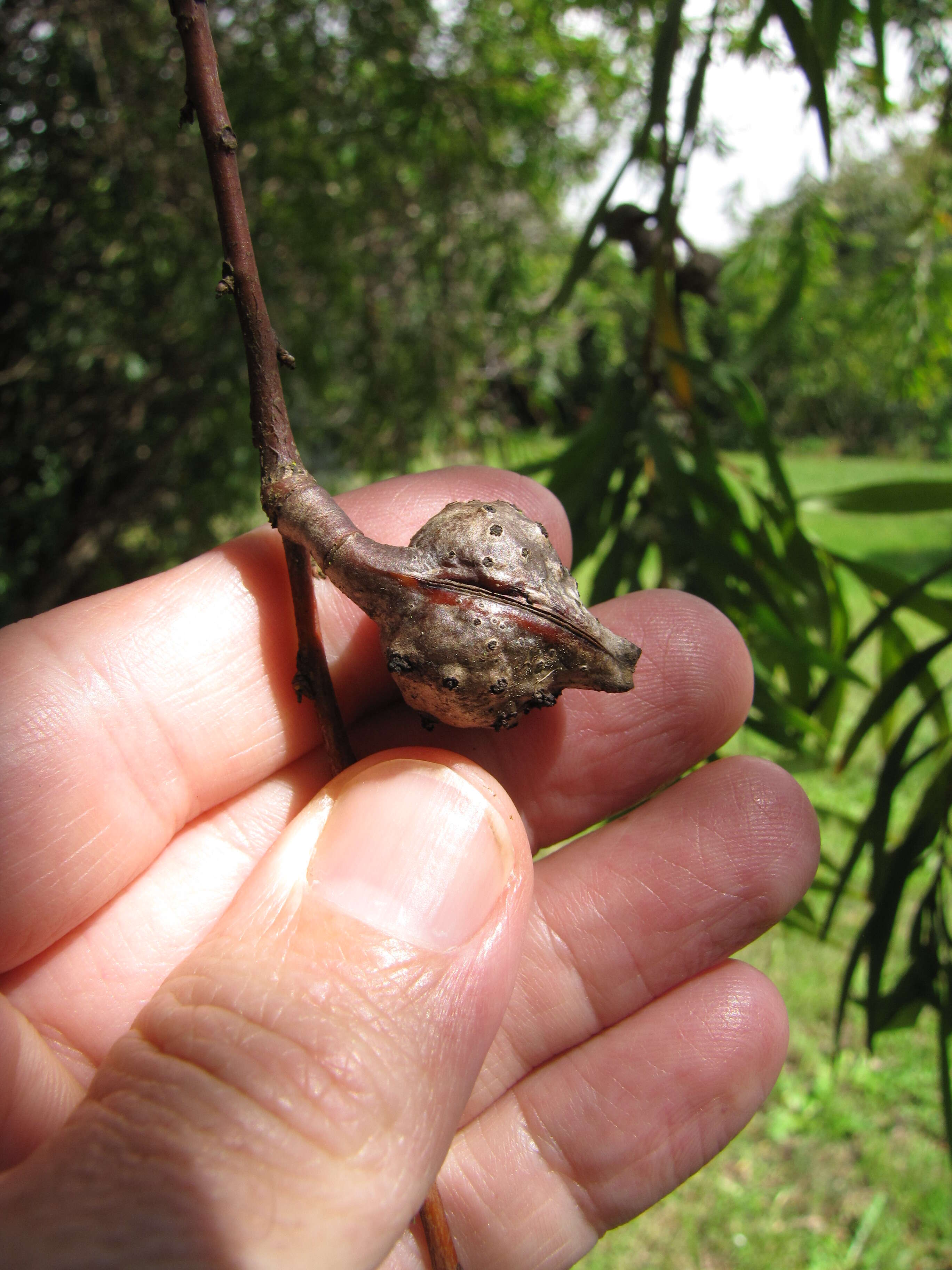 Image of Willow hakea