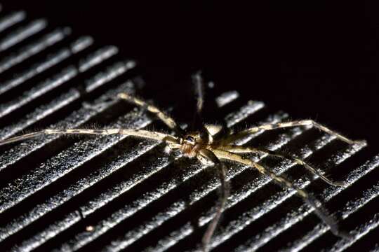 Image of Huntsman spider