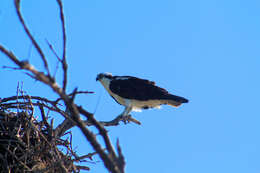 Image of ospreys