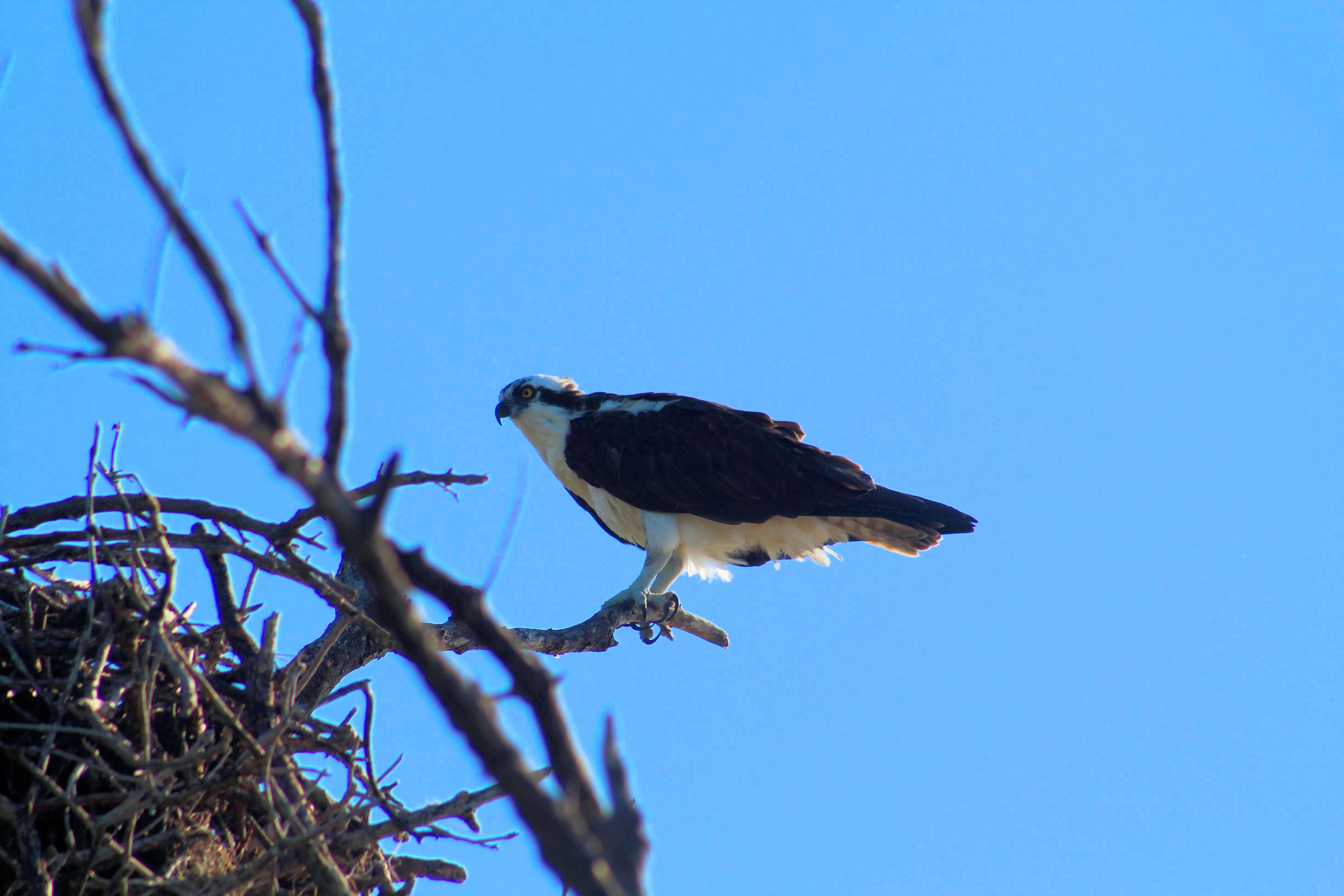 Image of ospreys