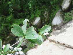 Image of Berberis aristata DC.