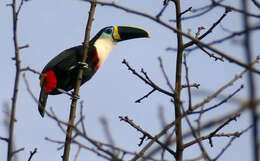 Image de Toucan ariel