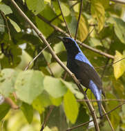 Image of fairy-bluebirds