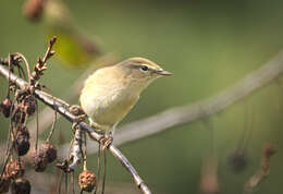 Image of Common Chiffchaff