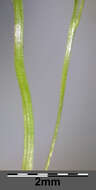 Image of Indian lovegrass