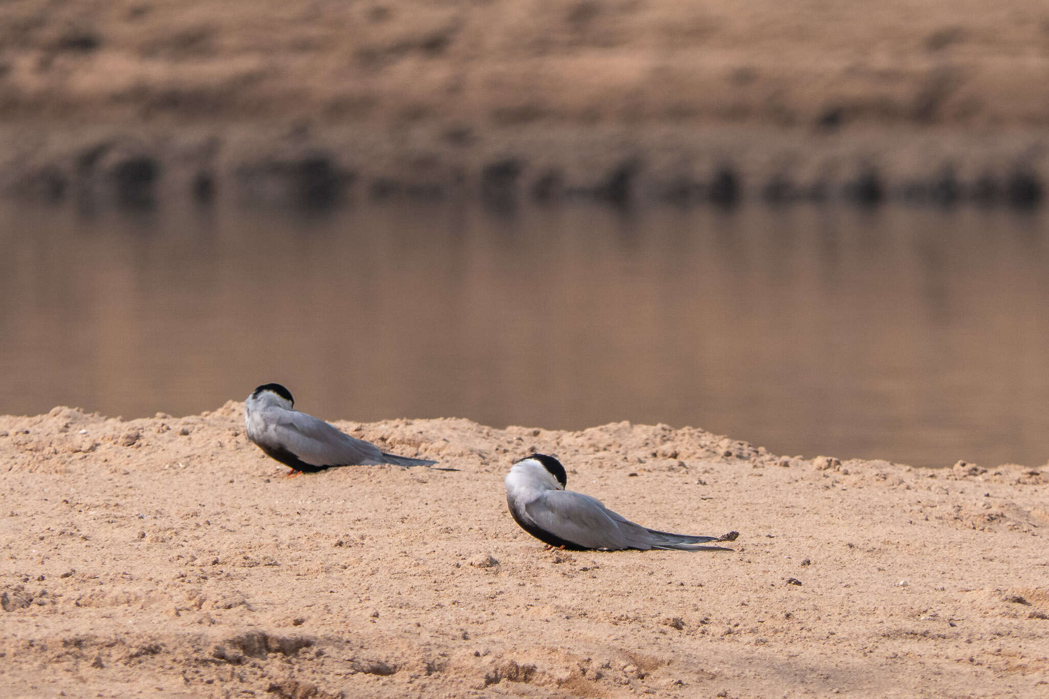 Image of Black-bellied Tern