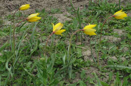 Image de tulipe sauvage