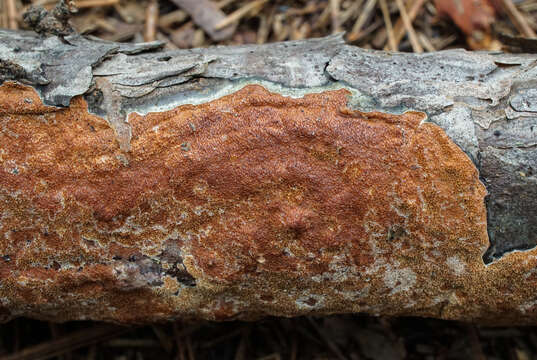 Image of Gloeoporus taxicola (Pers.) Gilb. & Ryvarden 1985