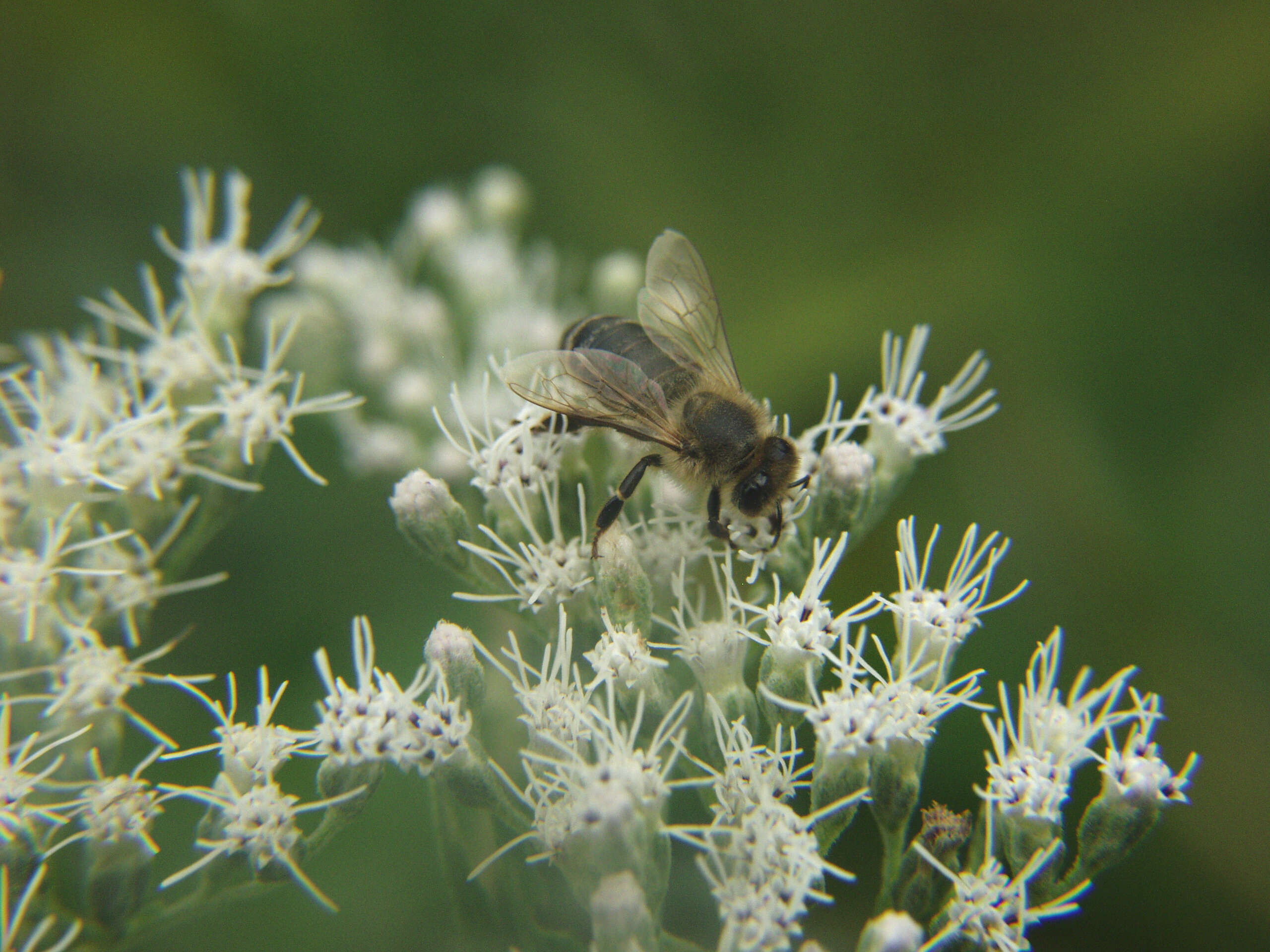 Image of tall thoroughwort