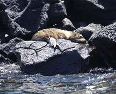 Image of Galapagos Sea Lion