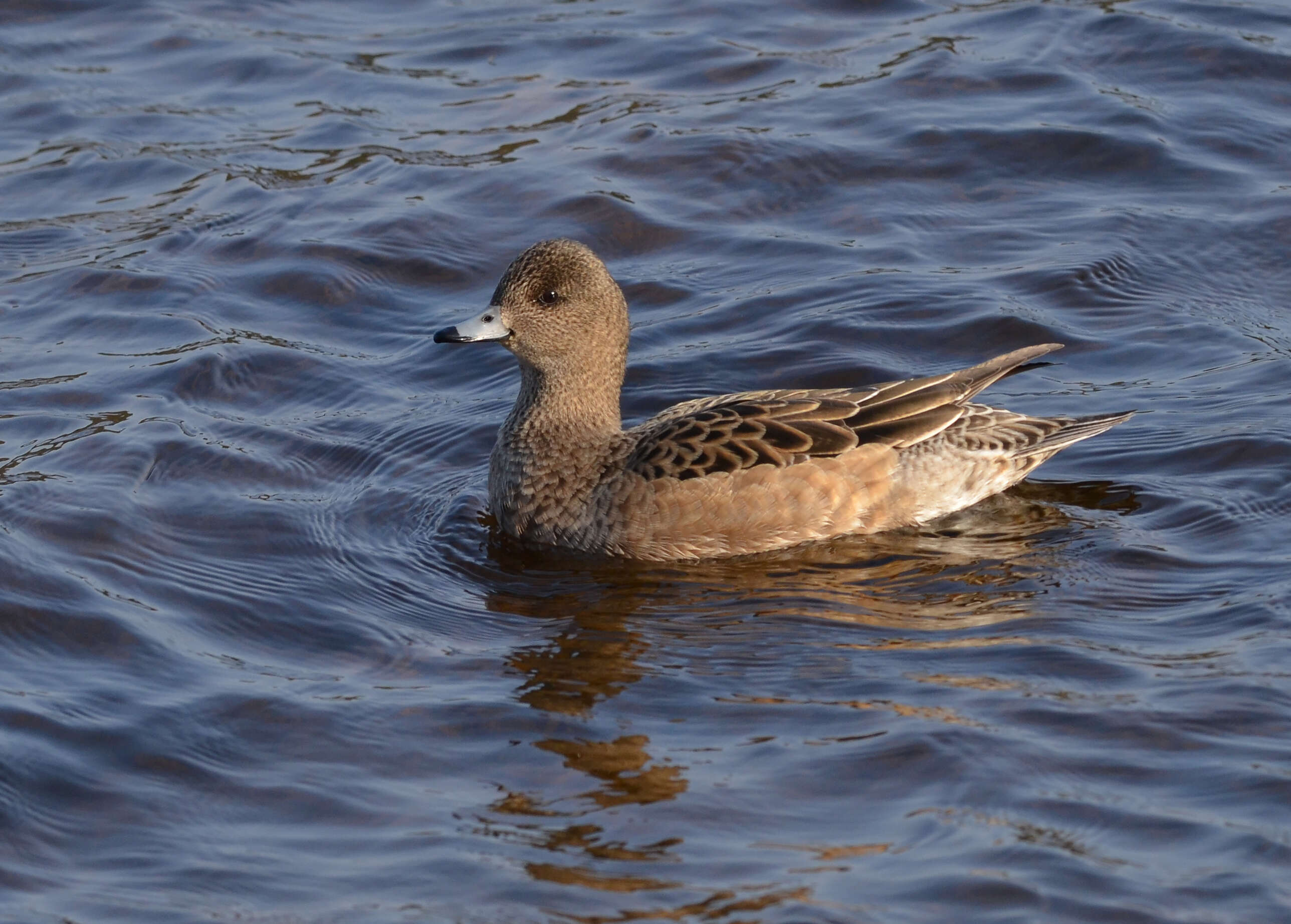 Image of Eurasian Wigeon