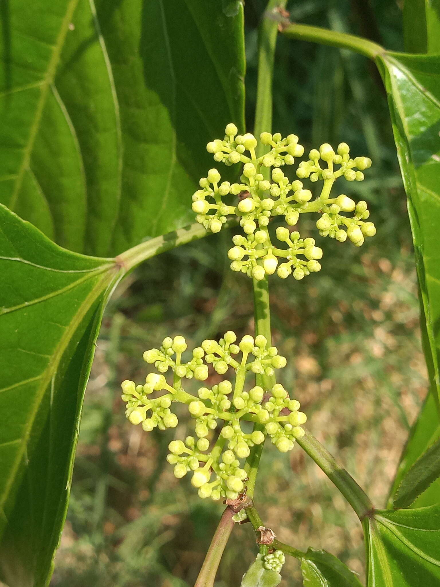 Cissus verticillata (L.) Nicolson & C. E. Jarvis resmi