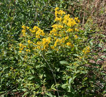 Image of Yellow Loosestrife