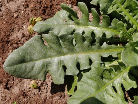 Image de Limonium sinuatum (L.) Miller