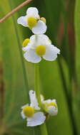 Sagittaria latifolia Willd. resmi