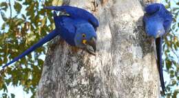 Image of Hyacinth Macaw