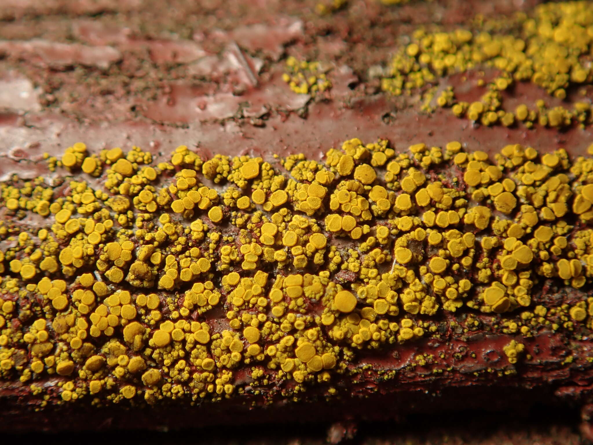 Image of eggyolk lichen