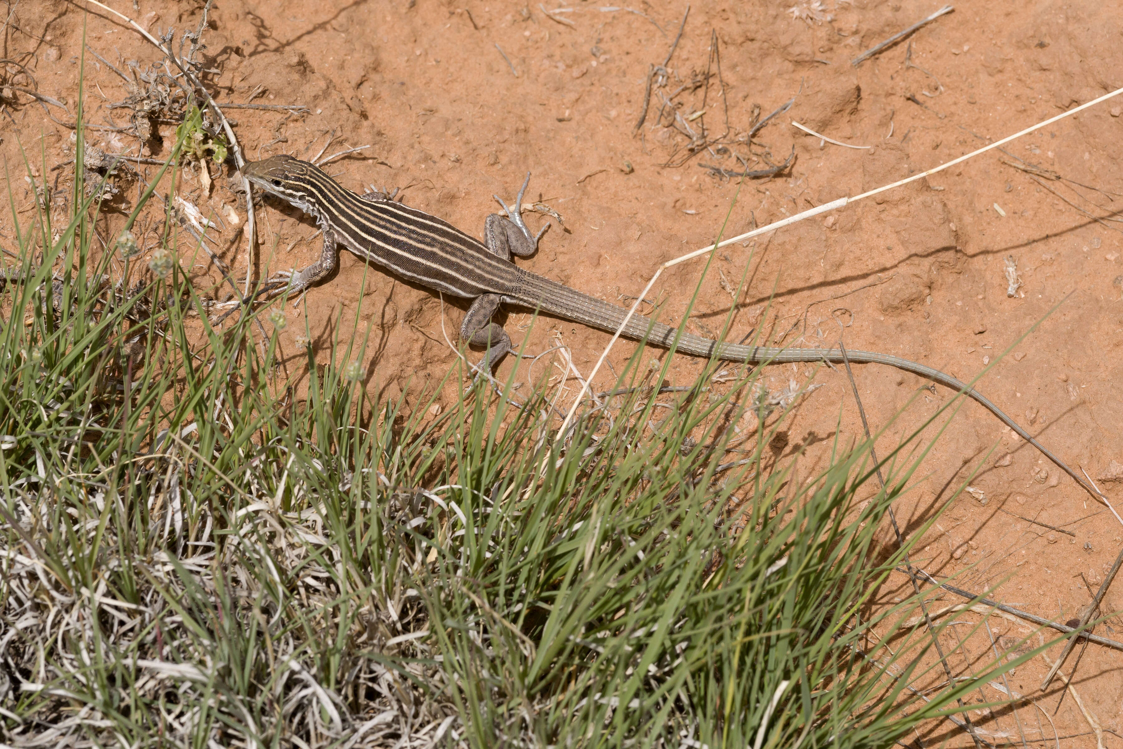 Image of Plateau Striped Whiptail