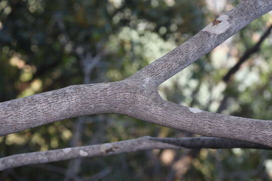 صورة Neoshirakia japonica (Siebold & Zucc.) Esser