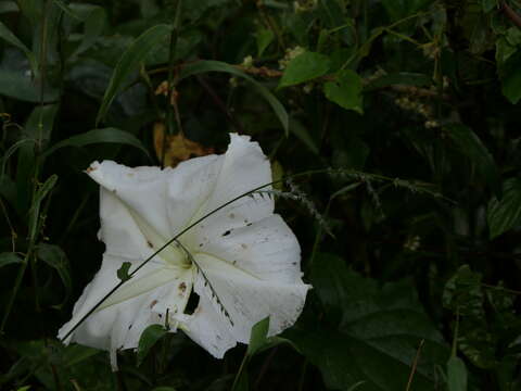 Image of Moonflower or moon vine