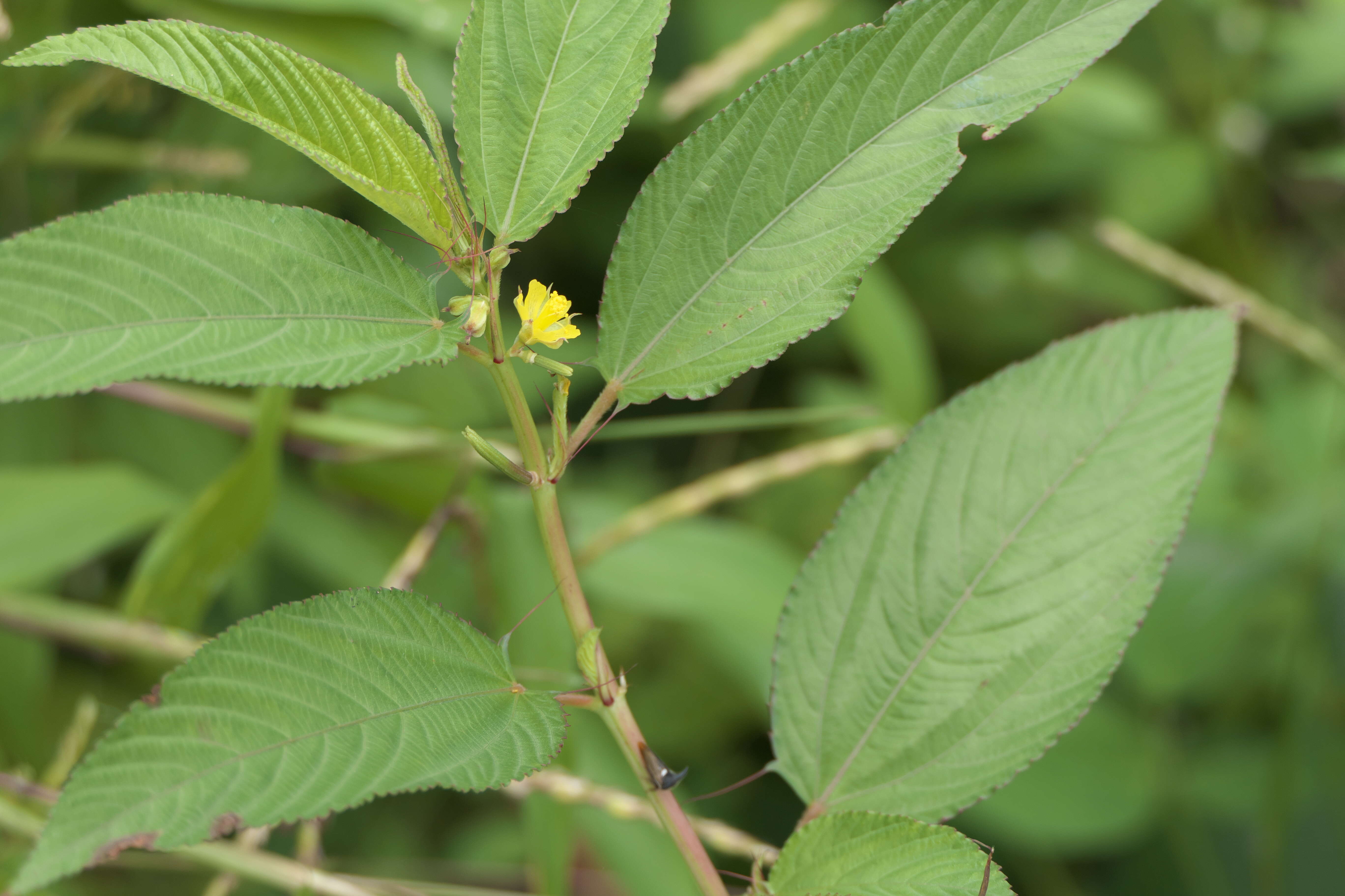 Image of nalta jute