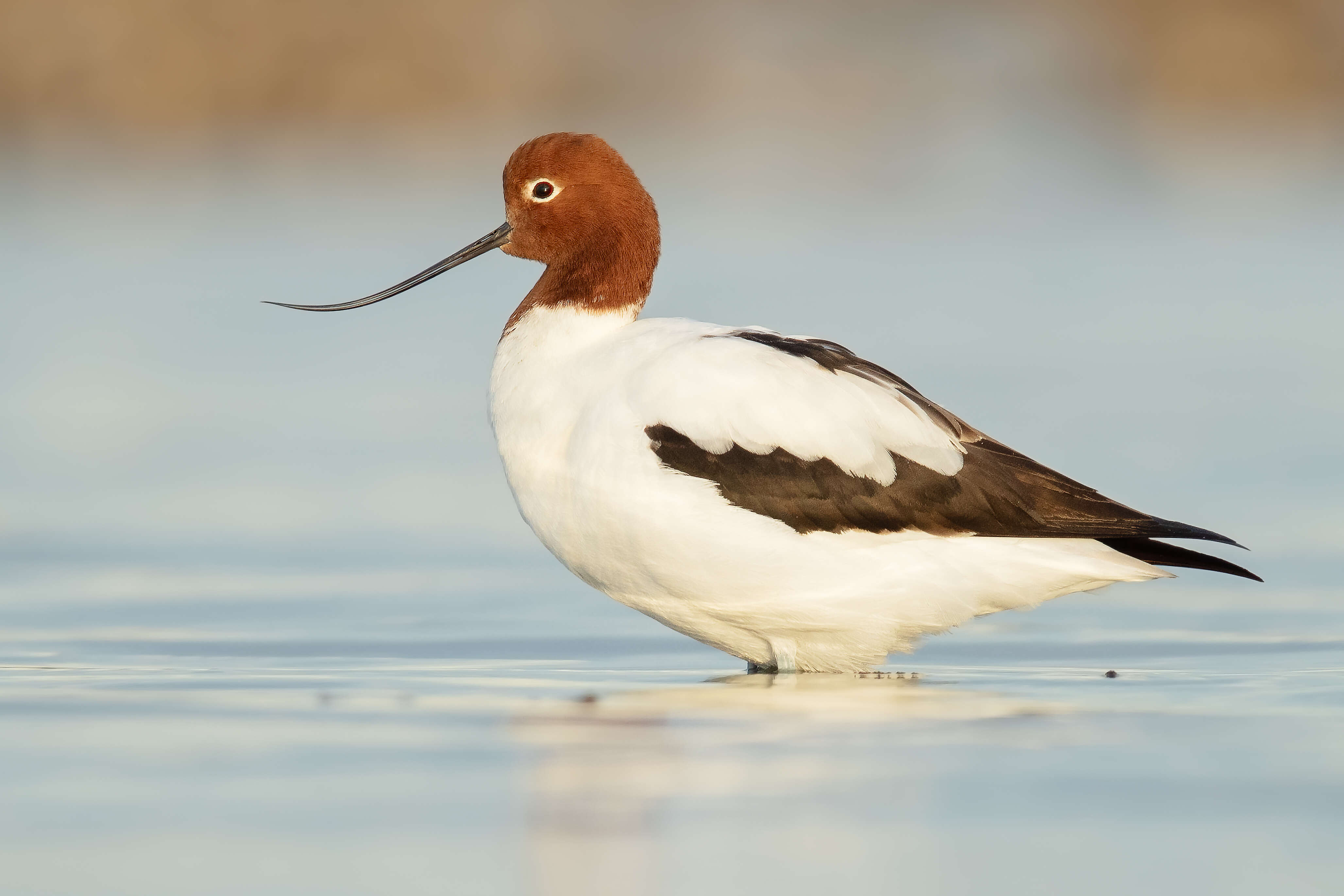 Image of Australian Red-necked Avocet