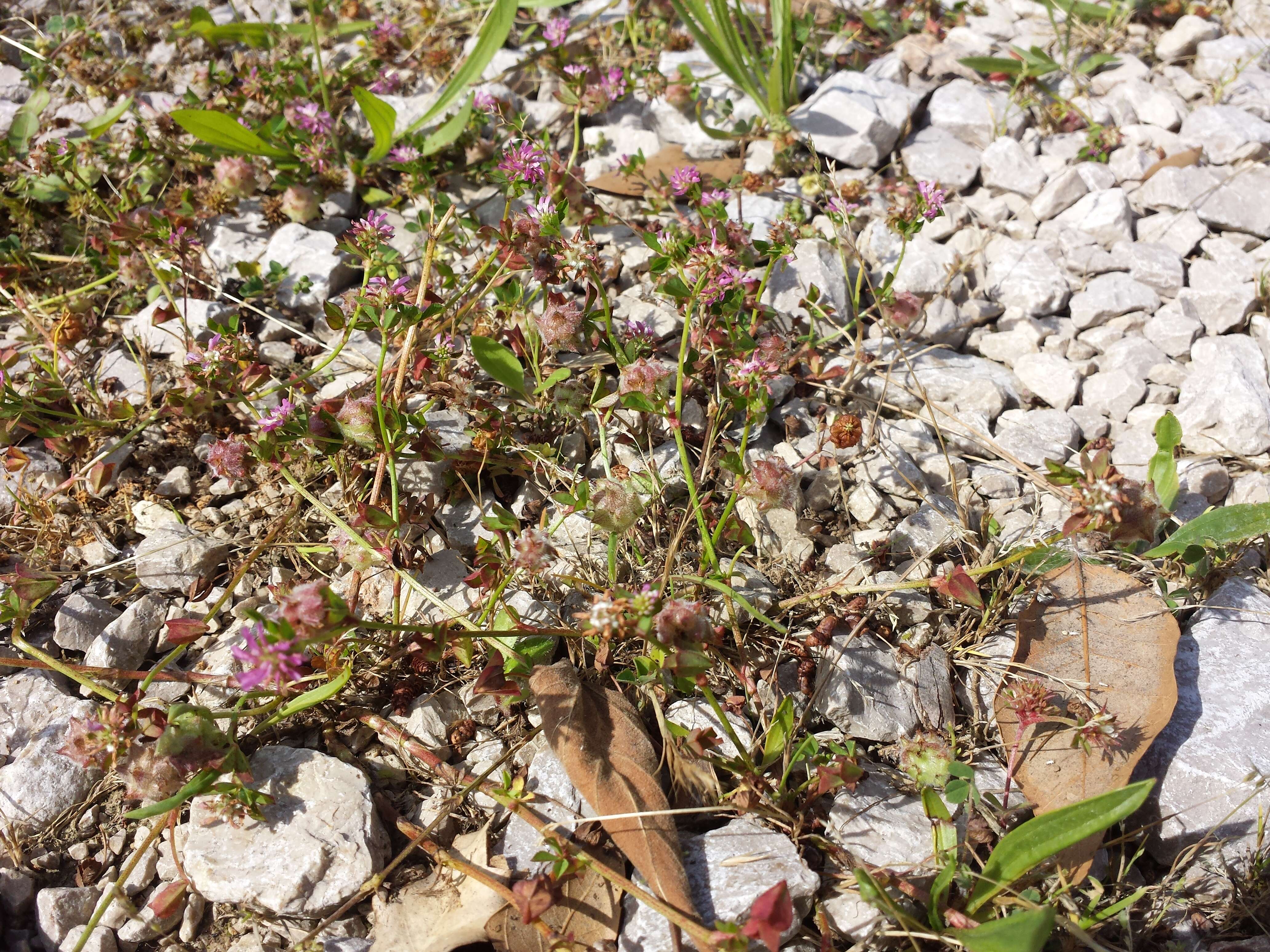 Image of reversed clover