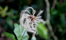 Image de Clematis reticulata Walt.