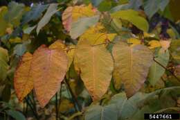 Plancia ëd Reynoutria sachalinensis (Friedrich Schmidt Petrop.) Nakai