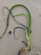 Image of Eelgrass