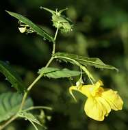 Image of Jewelweed