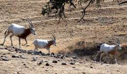 Image of Scimitar-horned Oryx