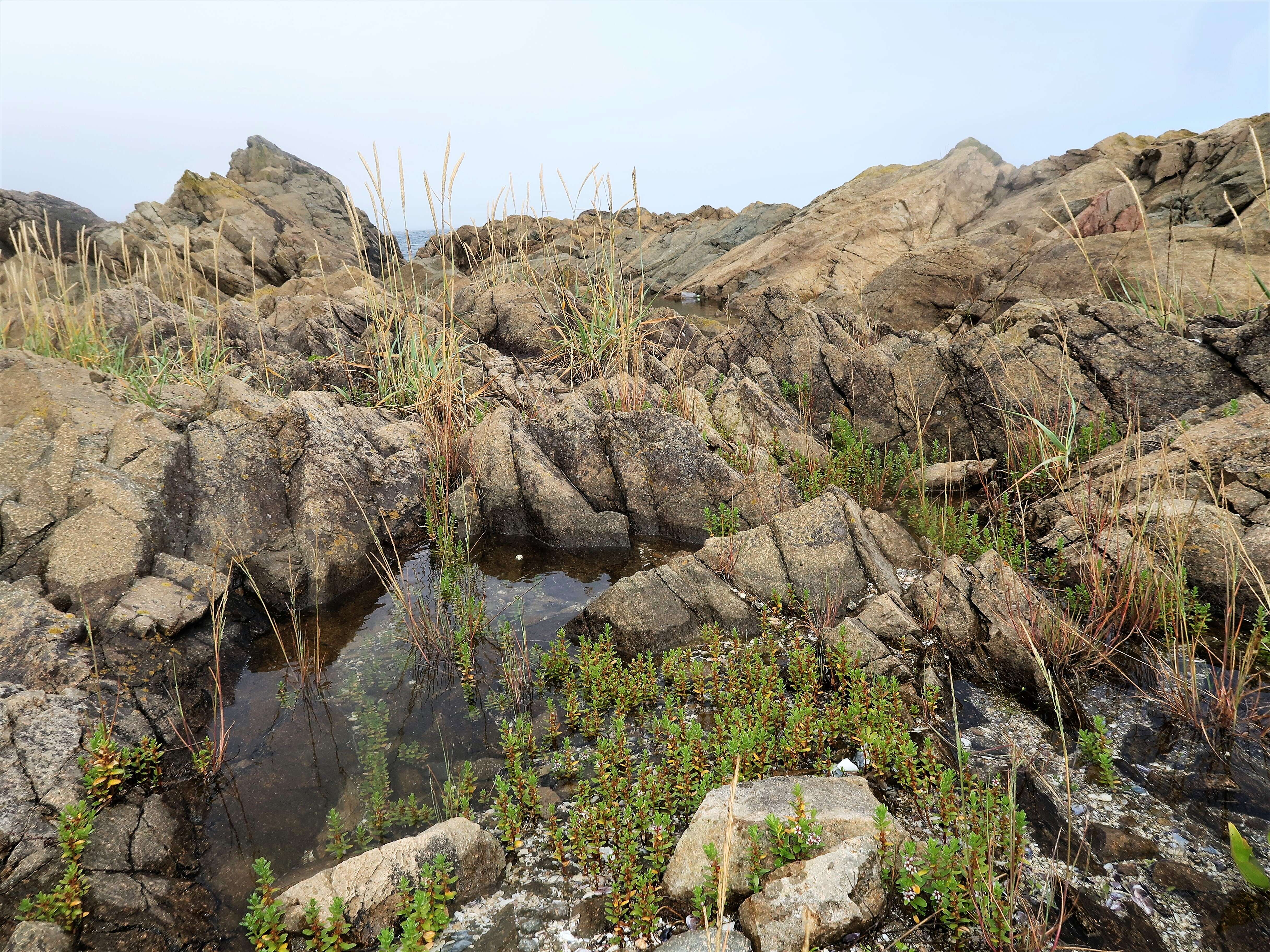 Image of black saltwort