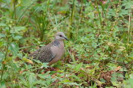 Image of Eastern Spotted Dove