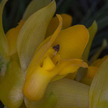 Image of Sweet scented Lycaste