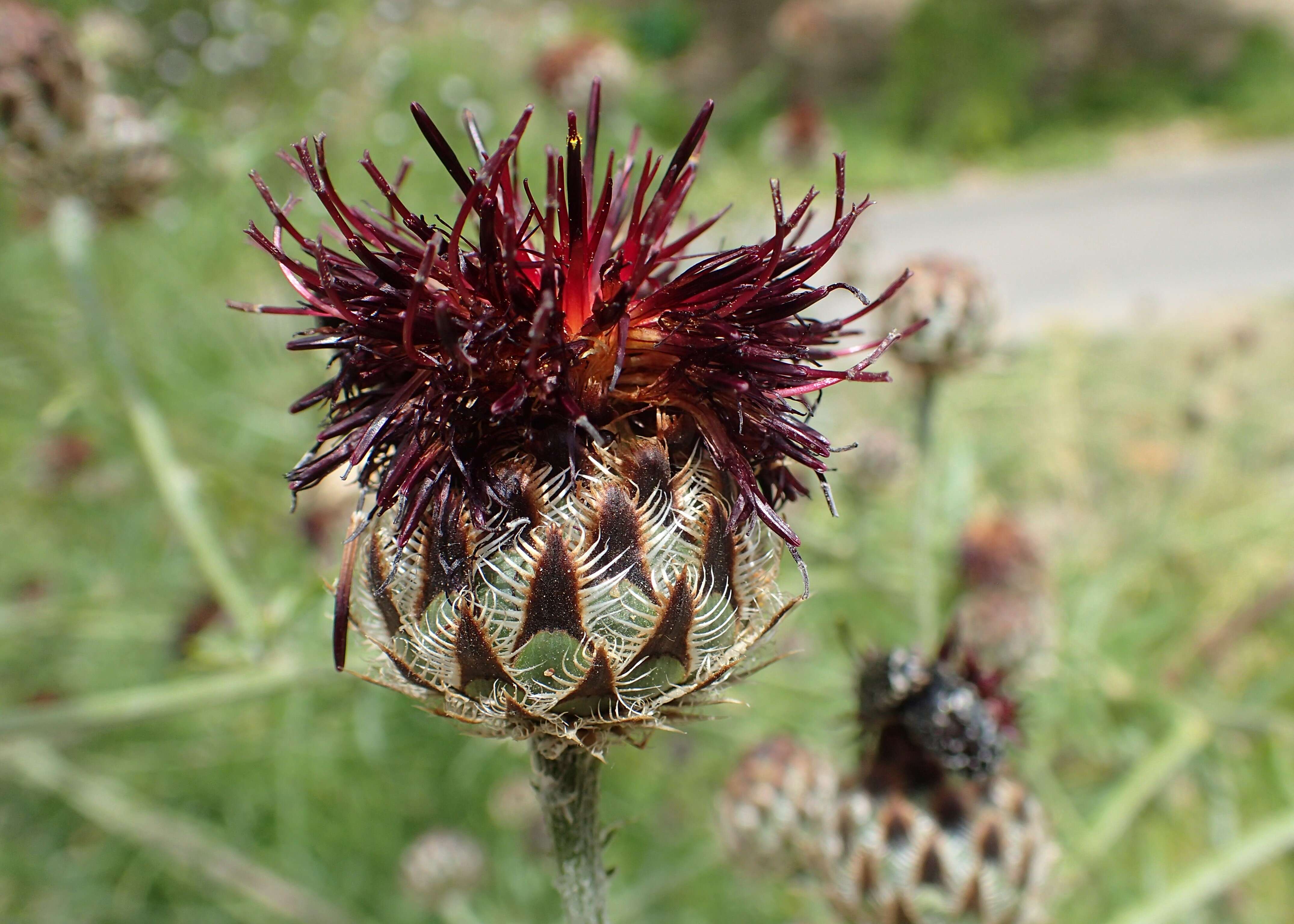 Image of Centaurea atropurpurea Olivier