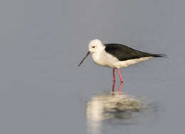 Image of Black-winged Stilt