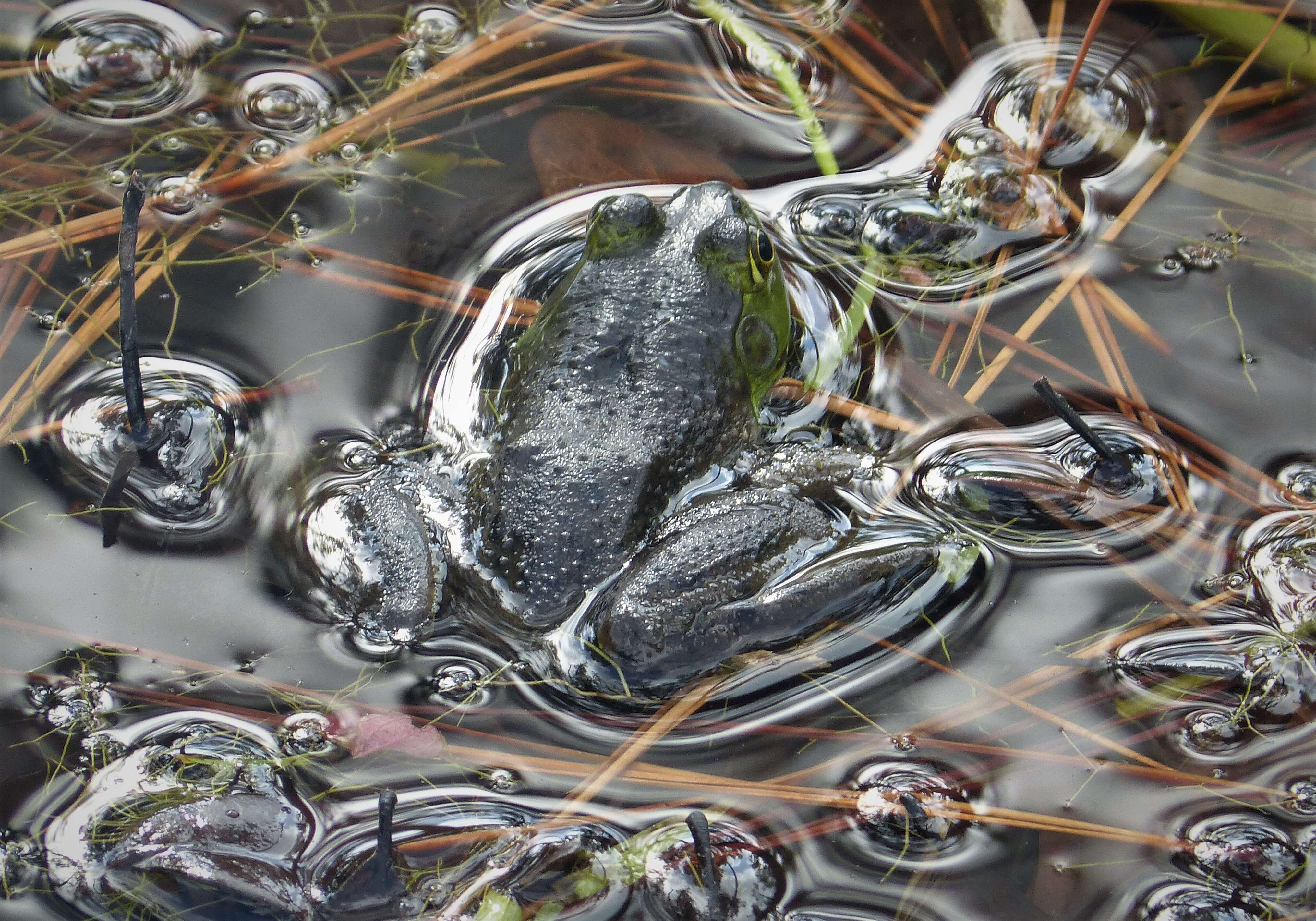 Слика од Lithobates catesbeianus (Shaw 1802)