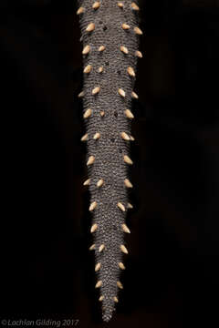 Image of Eastern Spiny-tailed Gecko