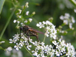 Image of Empis tessellata Fabricius 1794