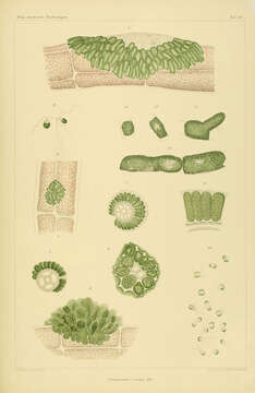 Image of Ulvella P. L. Crouan & H. M. Crouan 1859