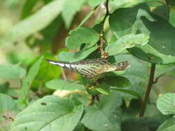 Imagem de Parthenos sylvia