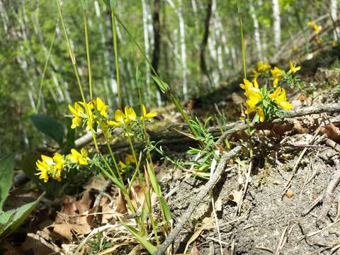 Imagem de Genista pilosa L.