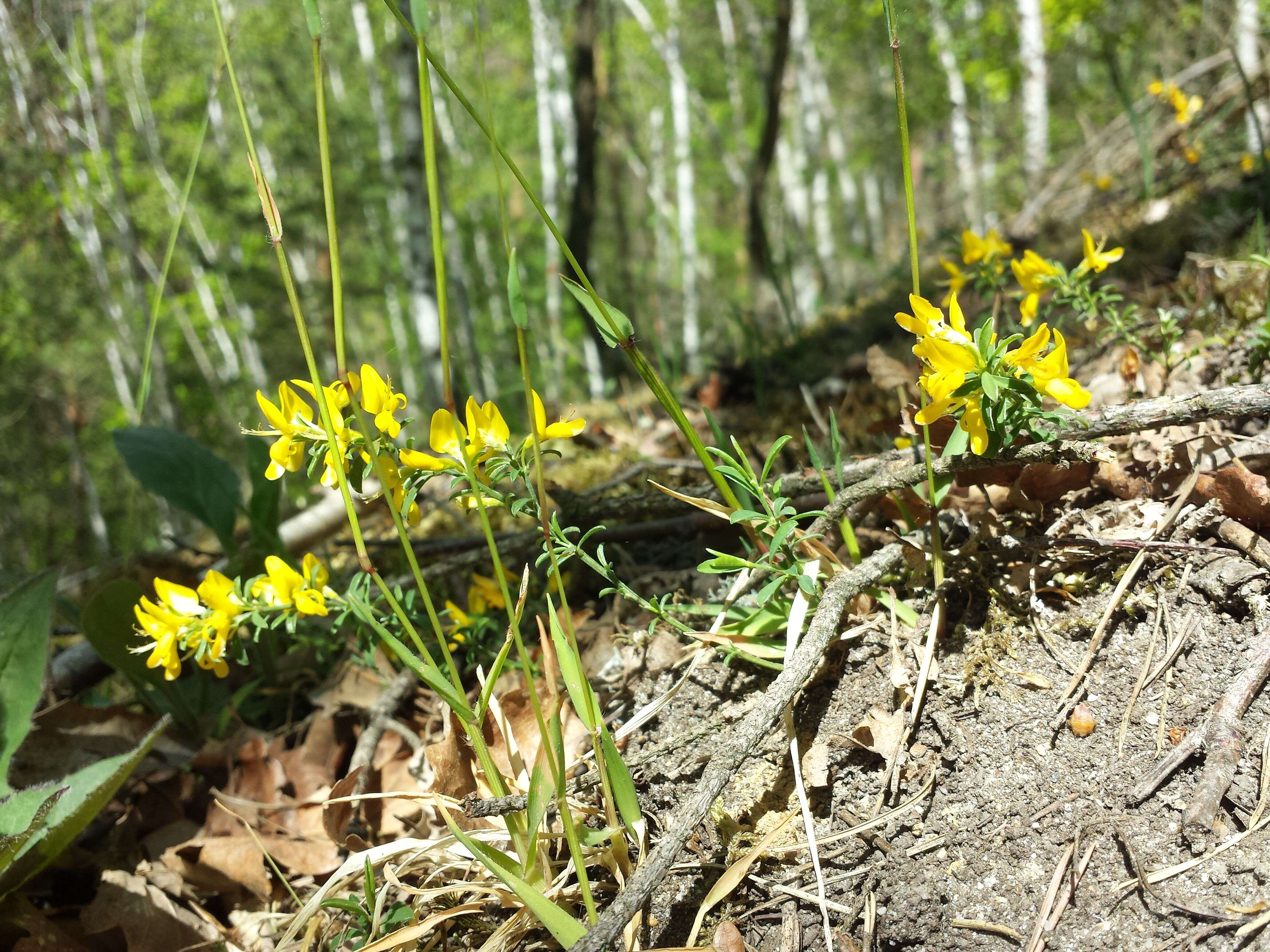 Imagem de Genista pilosa L.