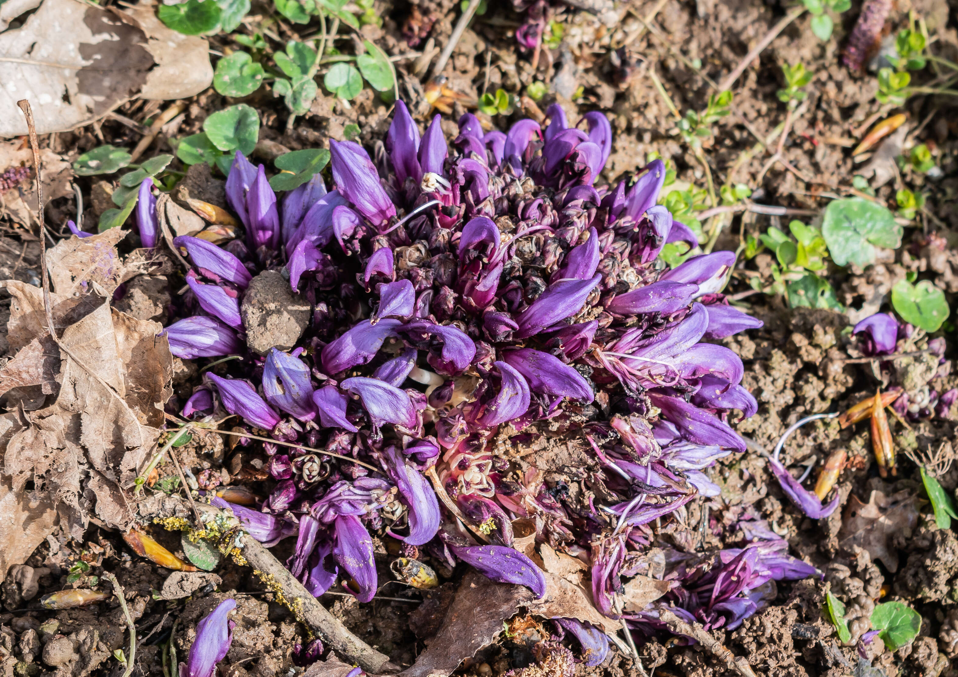 Image of Lathraea clandestina L.