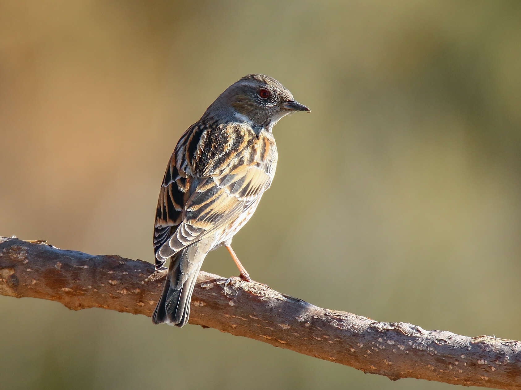 Image of Altai Accentor