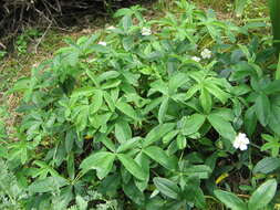 Image of White Cinquefoil